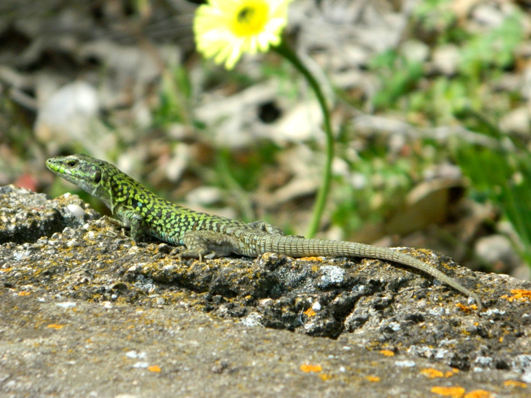 Podarcis siculus